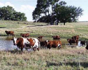 cows9.jpg